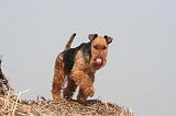 WELSH TERRIER 038